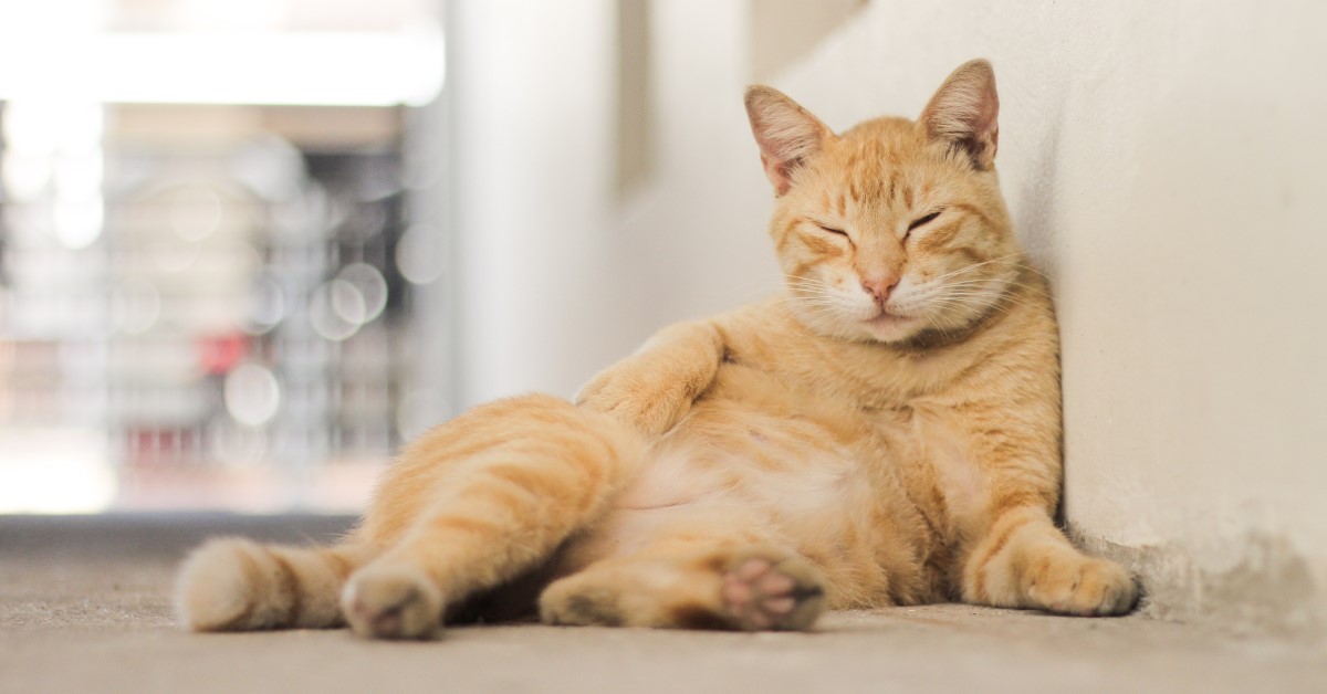 Impact of Obesity on Cats and Dogs